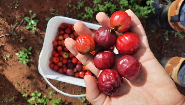 Cenas da Fazenda BELLA